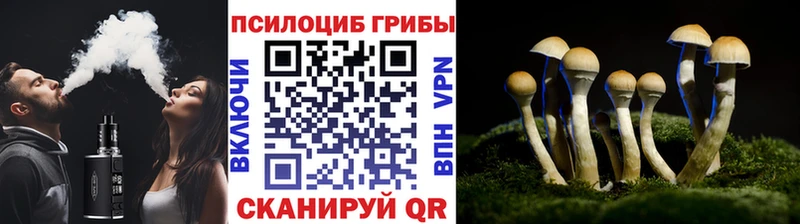 Галлюциногенные грибы Psilocybine cubensis  Купить  Светлоград 